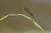 IMG_0450 Calopteryx splendens